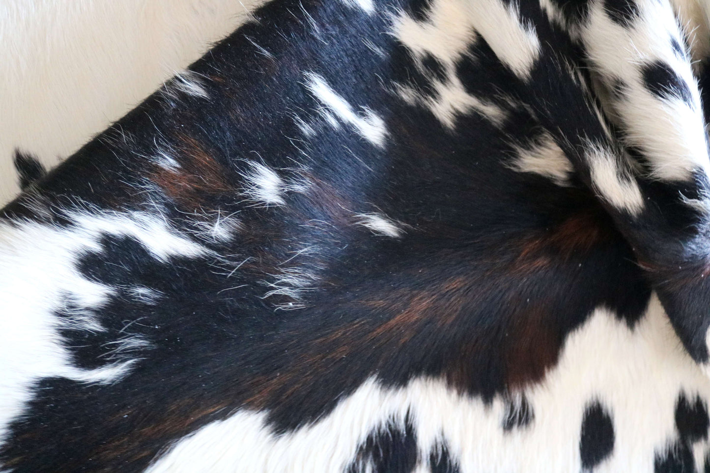 100286 - SUPER BIG  SIZE XXXL TRICOLOR  Cowhide Rug - Quebecuir Premium Collection