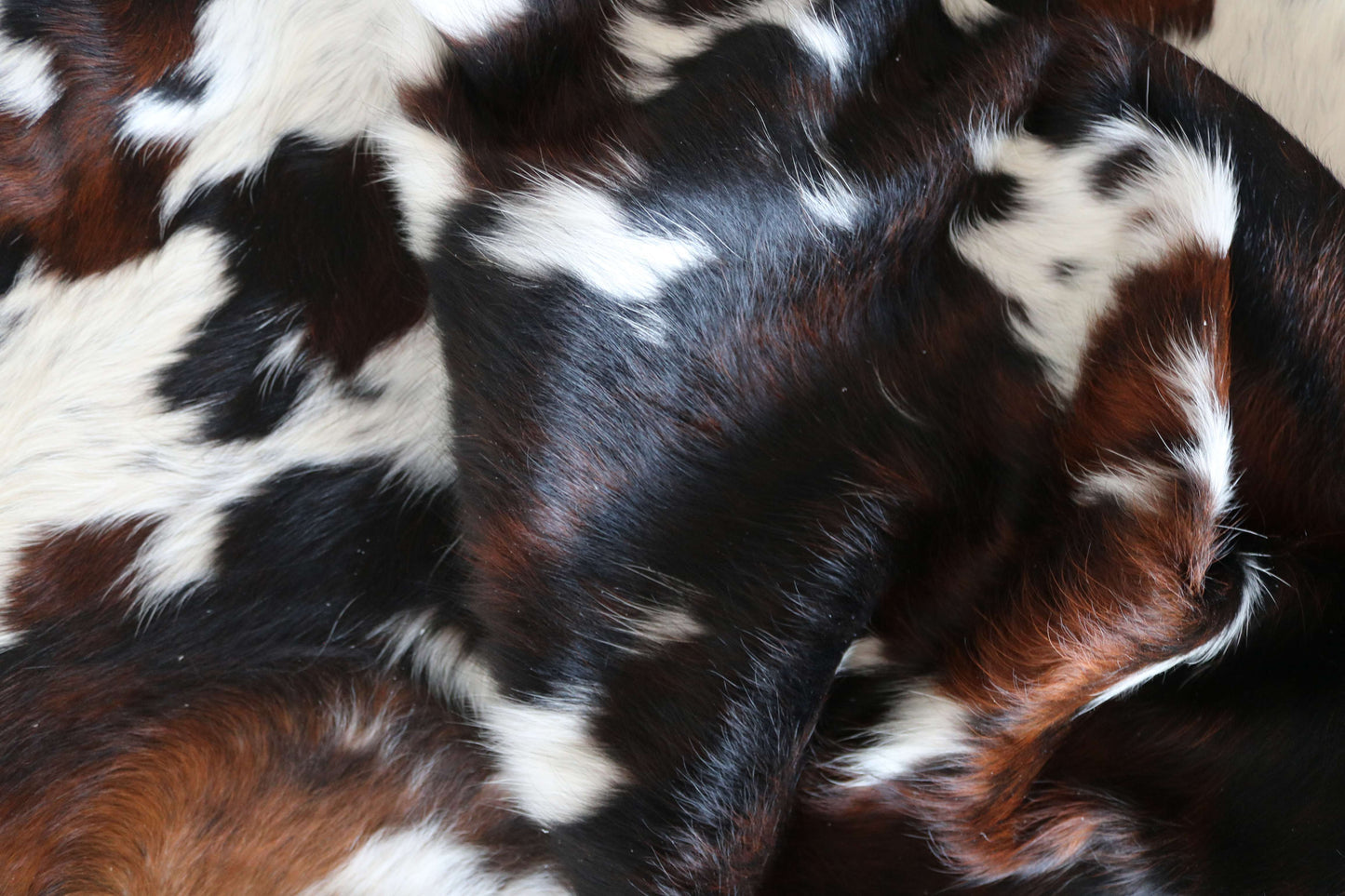 100291 -TRICOLOR  Cowhide Rug - Quebecuir Premium Collection