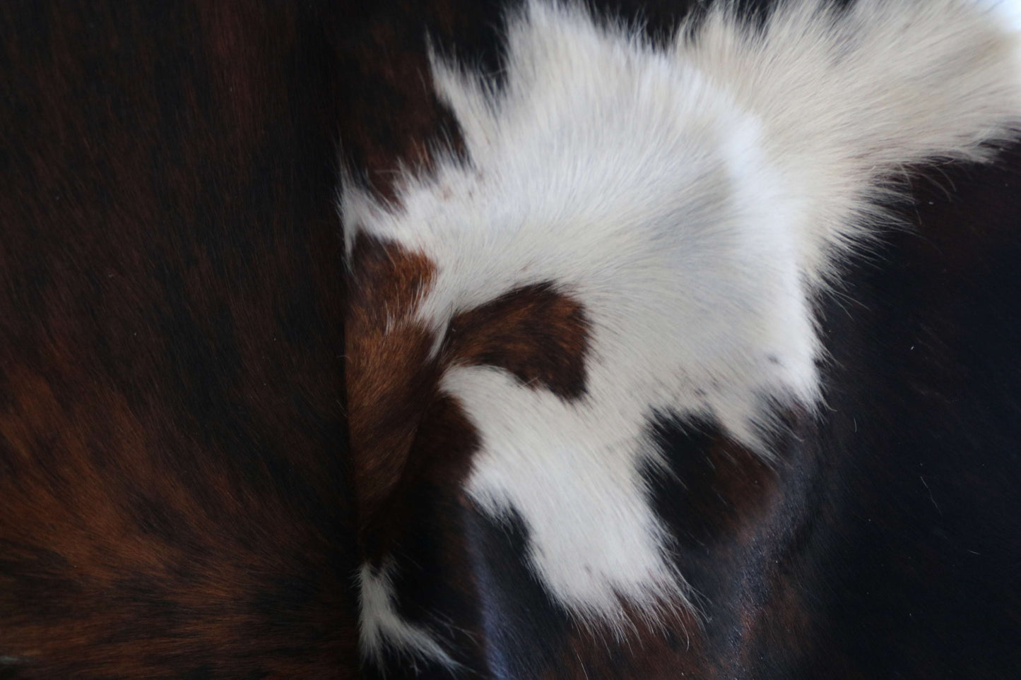 100295 -TRICOLOR  Cowhide Rug - Quebecuir Premium Collection