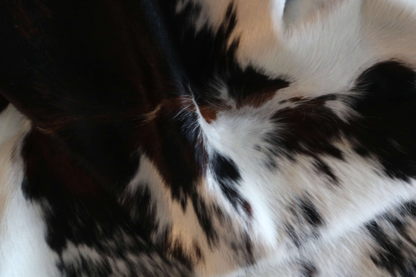 100301 - SUPER BIG  SIZE XXXL TRICOLOR  Cowhide Rug - Quebecuir Premium Collection