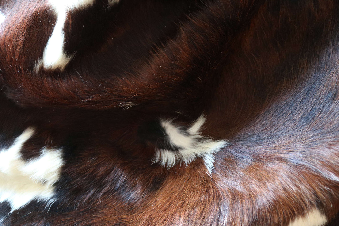 100315 - TRICOLOR  Cowhide Rug XL - Quebecuir Premium Collection