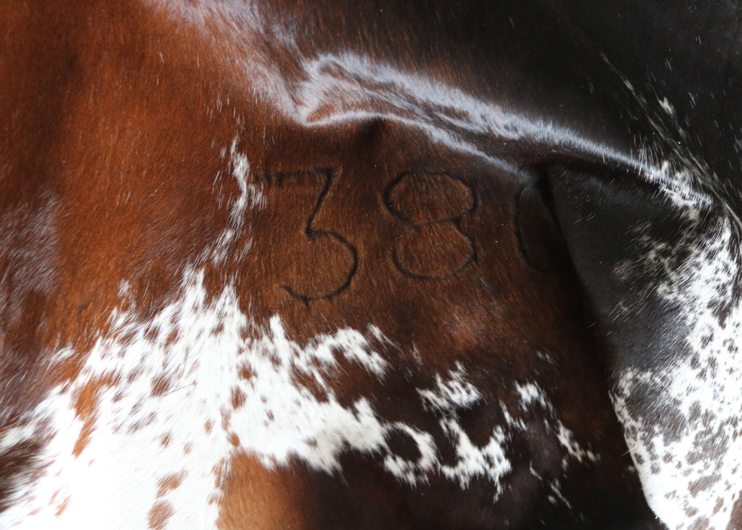 100317  - TRICOLOR  Cowhide Rug XL - Quebecuir Premium Collection