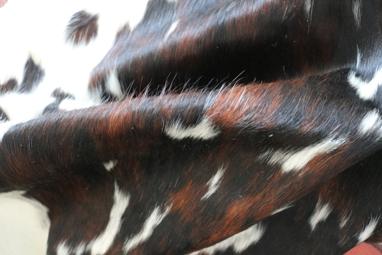 200497 - Cowhide Rug Tapis Peau de Vache  SUPER  BIG  SIZE XXXL - Collection Quebecuir Premium