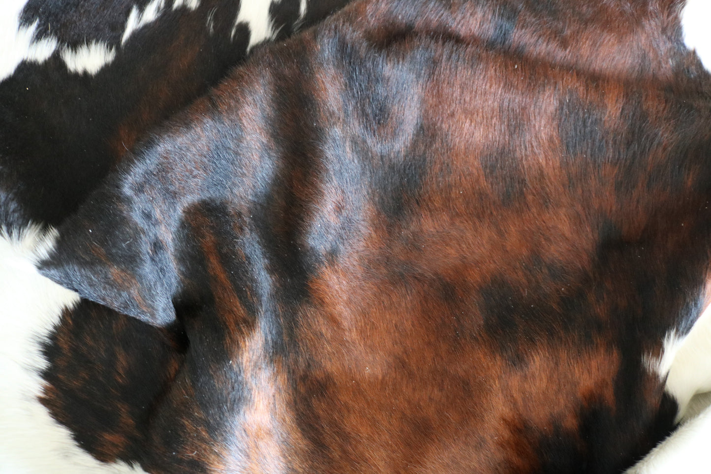 300477 - Cowhide Rug Tapis Peau de Vache -BIG SIZE XL Collection Quebecuir Premium