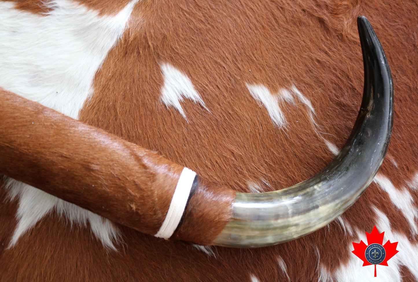 99320 Horns Cornes Collection  Quebecuir Premium