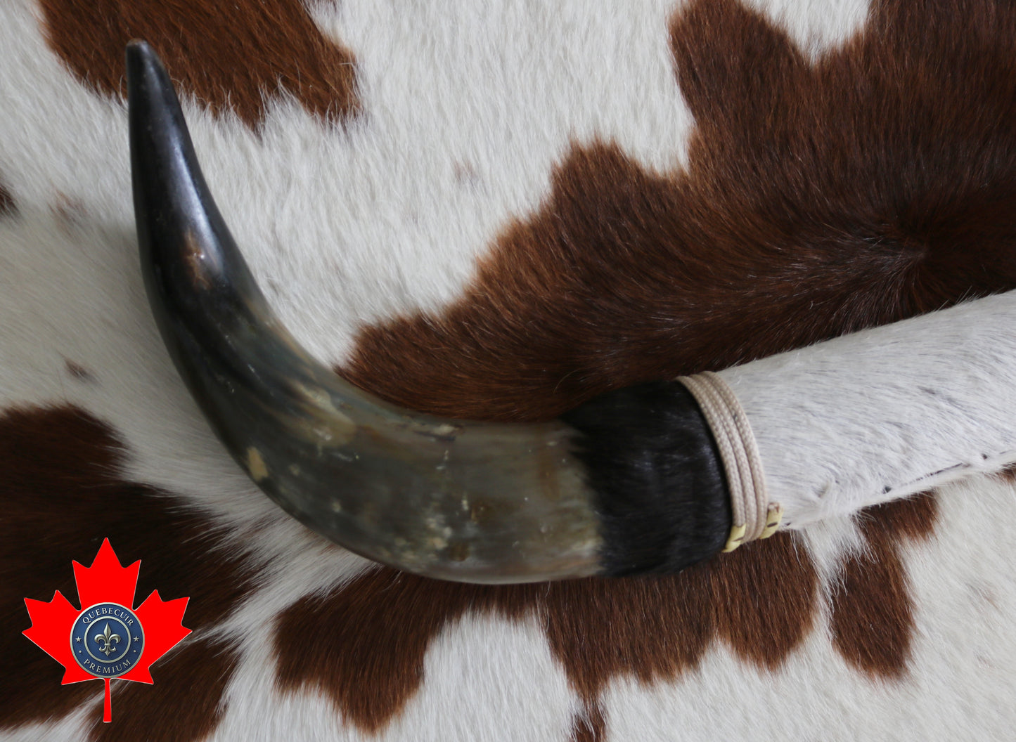 99322 Horns Cornes Collection  Quebecuir Premium