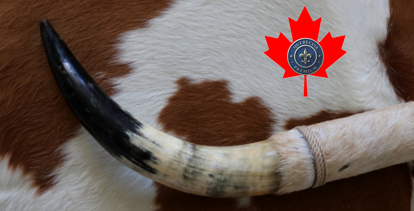 99324 Horns Cornes Collection  Quebecuir Premium