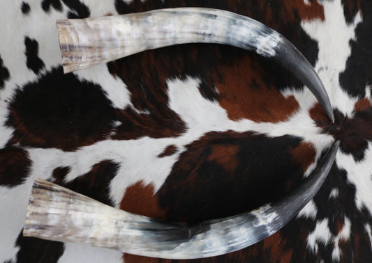 99337 Horns Cornes Collection  Quebecuir Premium