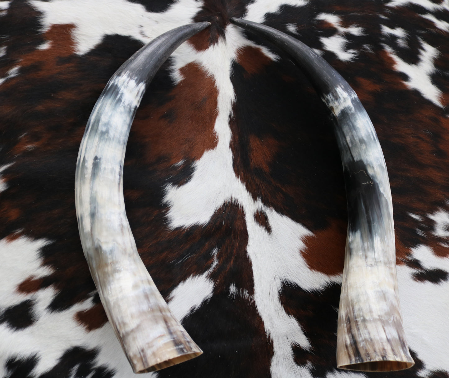 99337 Horns Cornes Collection  Quebecuir Premium