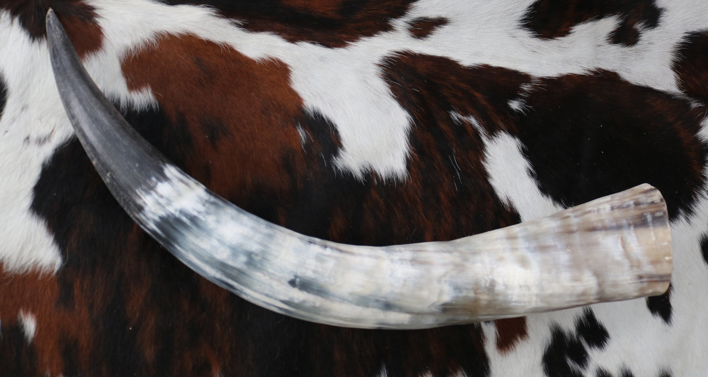 99337 Horns Cornes Collection  Quebecuir Premium