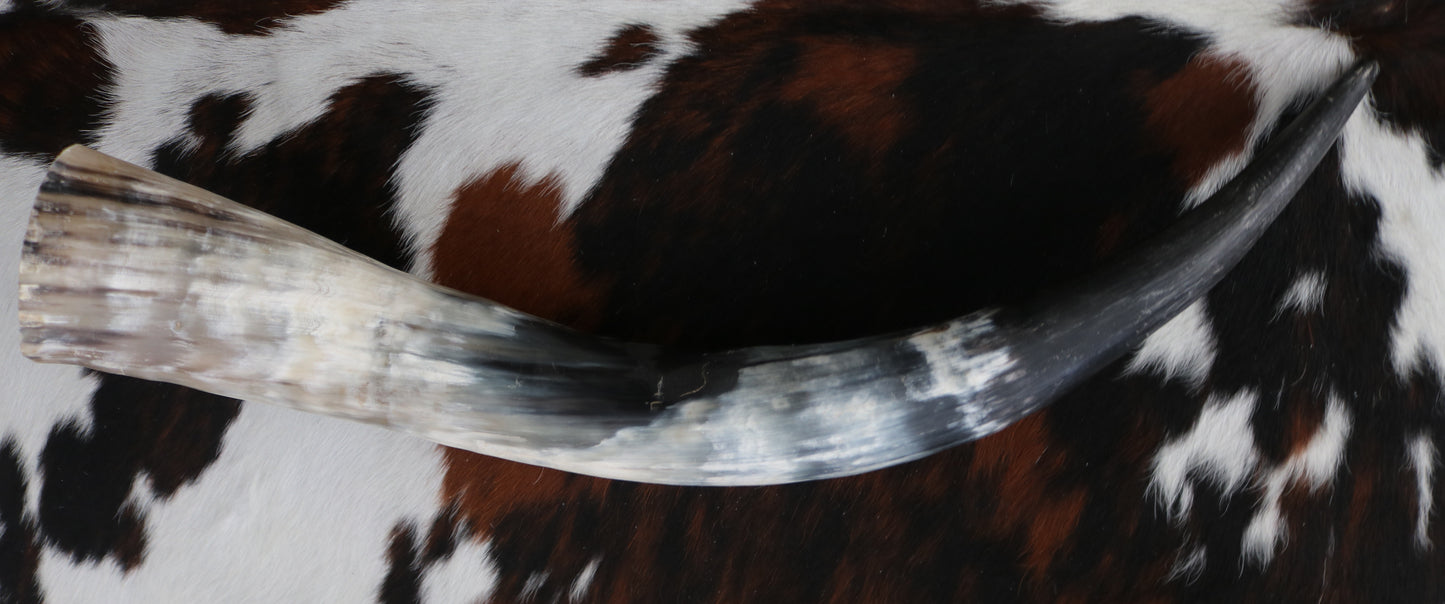 99337 Horns Cornes Collection  Quebecuir Premium