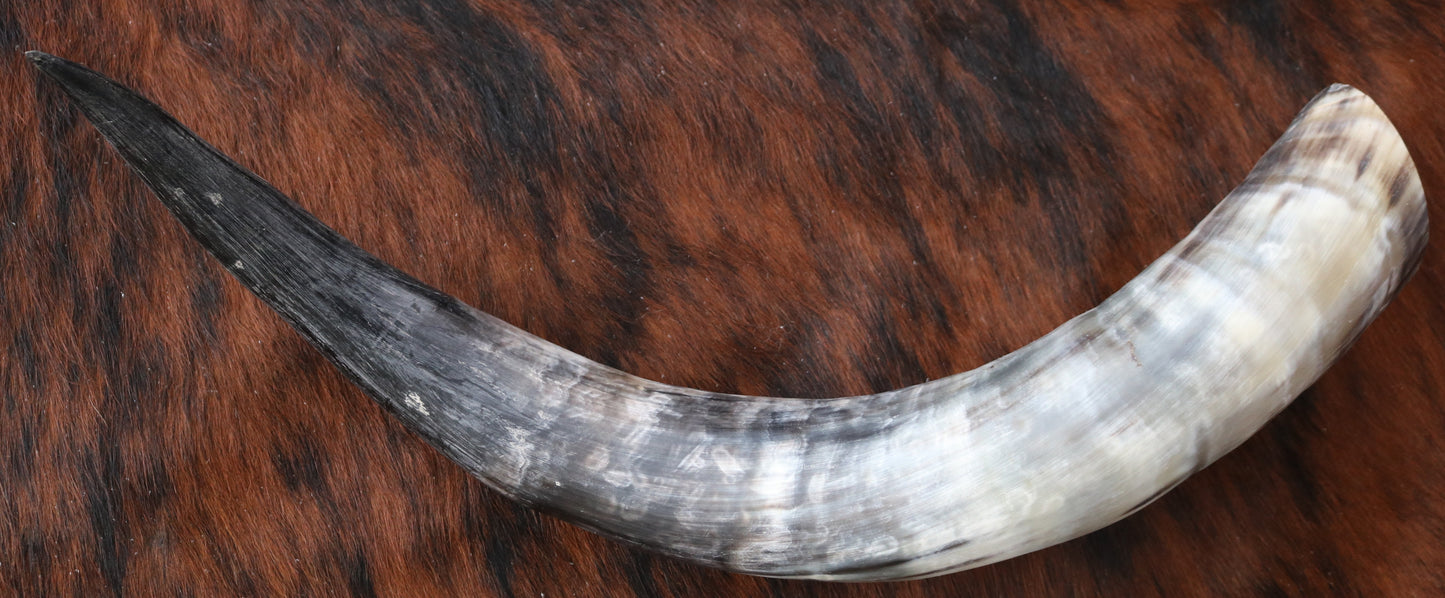99338 Horns Cornes Collection  Quebecuir Premium
