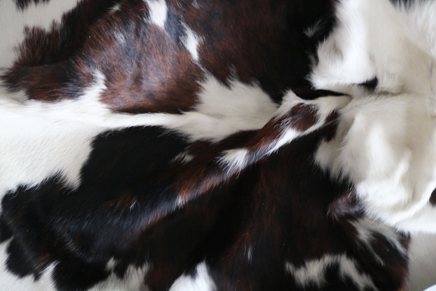 99723 Cowhide rug  TRICOLOR Collection Quebecuir Premium