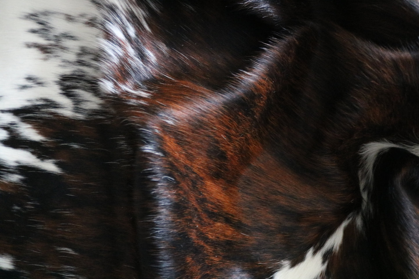 99869 Cowhide rug TRICOLOR    Collection Quebecuir Premium