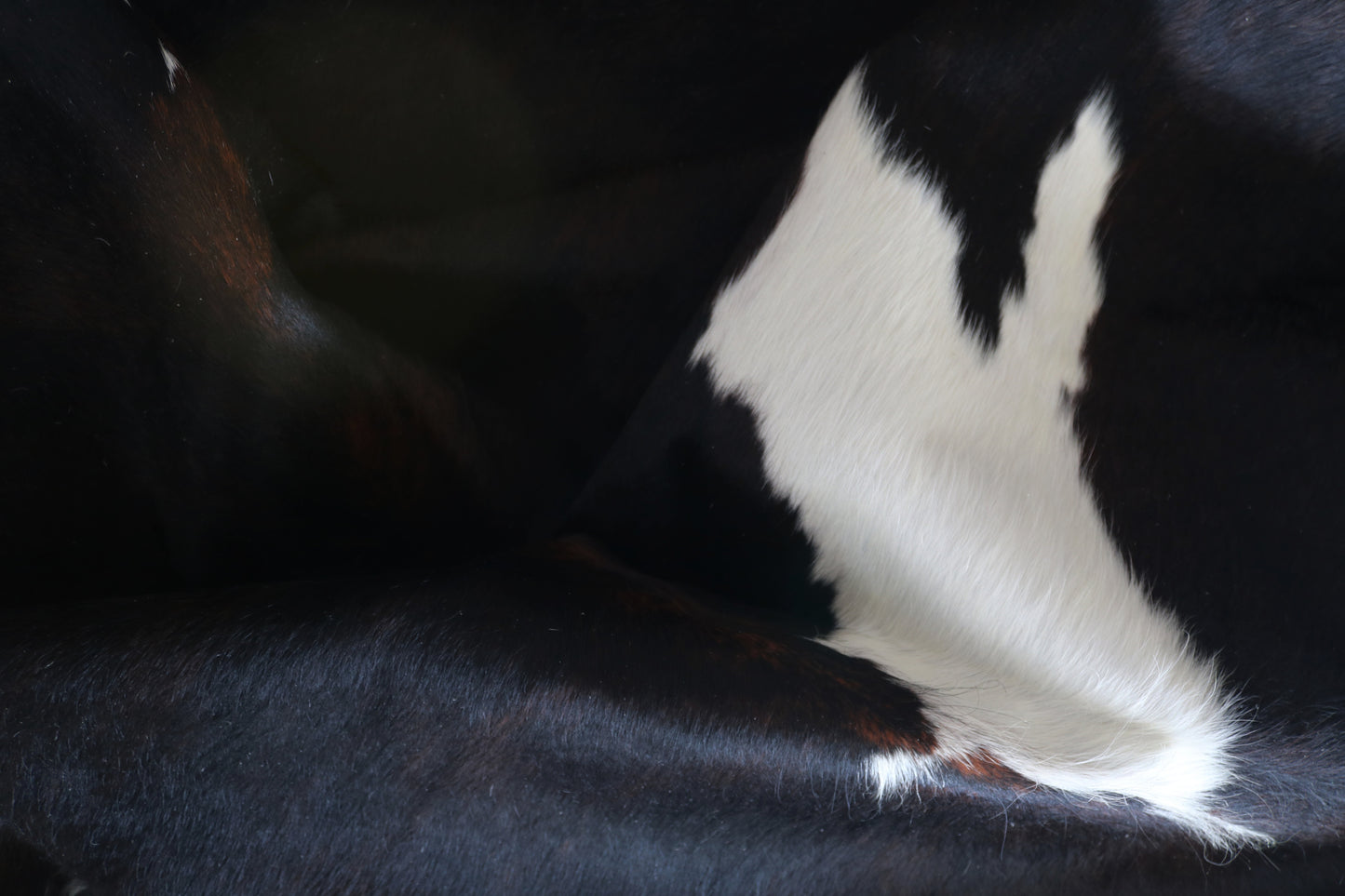 99877 Cowhide rug TRICOLOR    Collection Quebecuir Premium