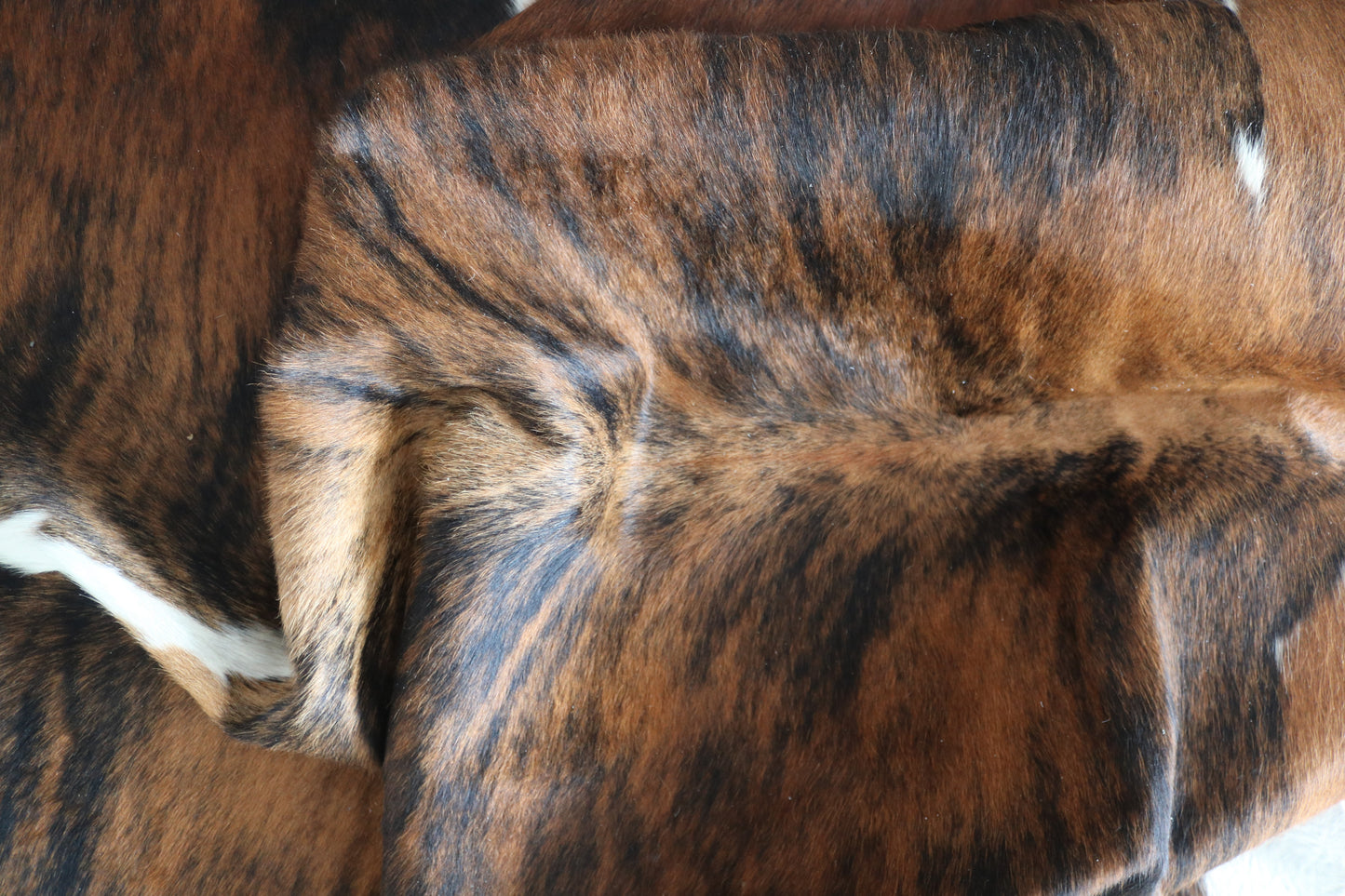 99878 Cowhide rug TRICOLOR    Collection Quebecuir Premium