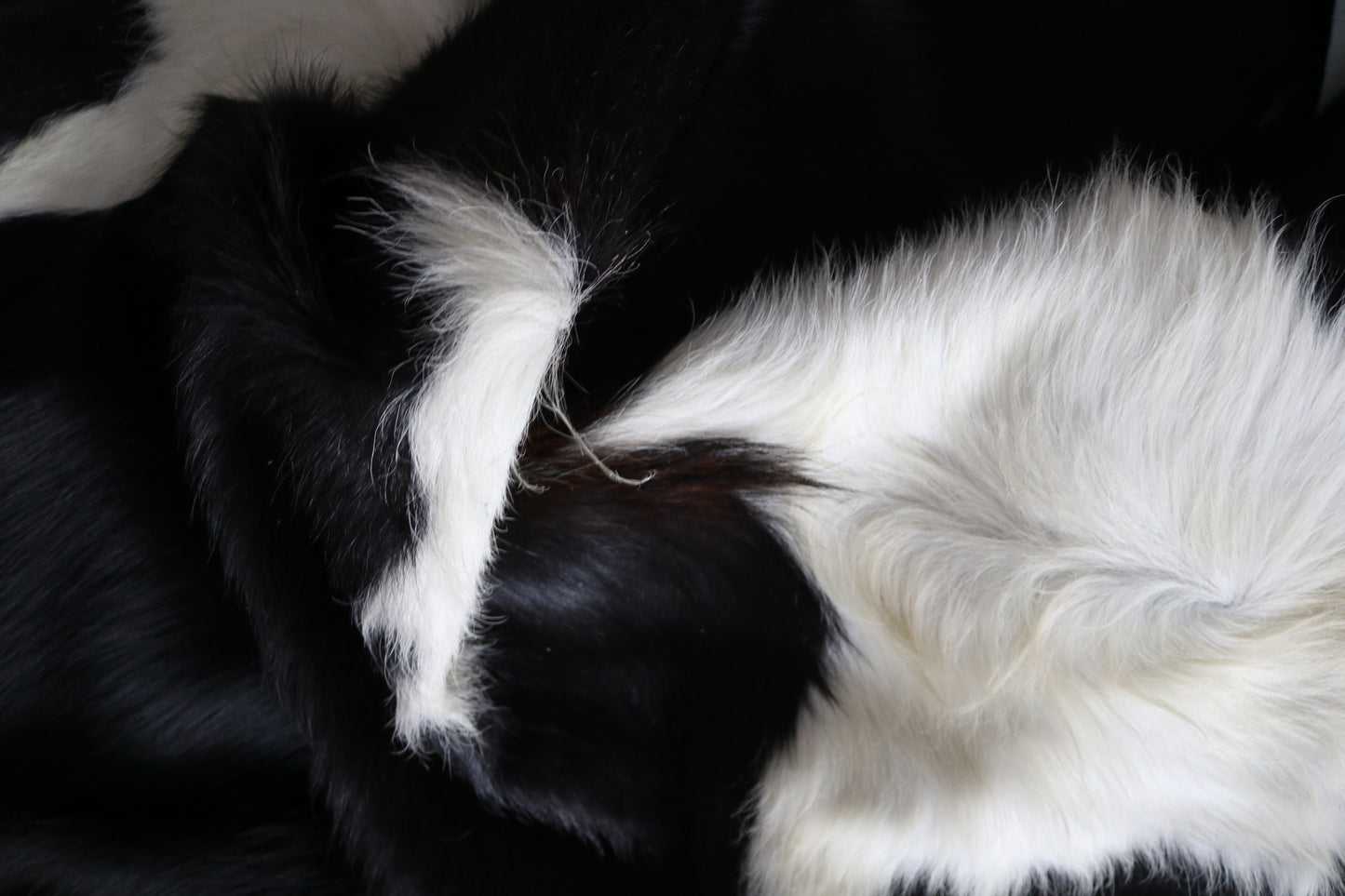 99895 Cowhide rug TRICOLOR    Collection Quebecuir Premium