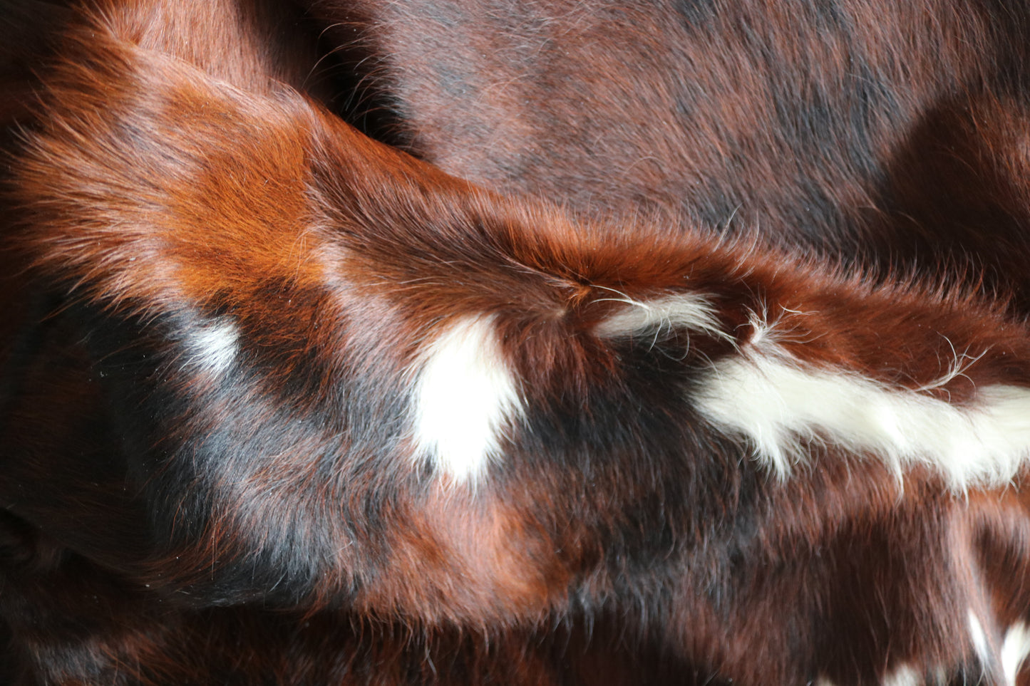 99947 Cowhide rug   Collection Quebecuir Premium