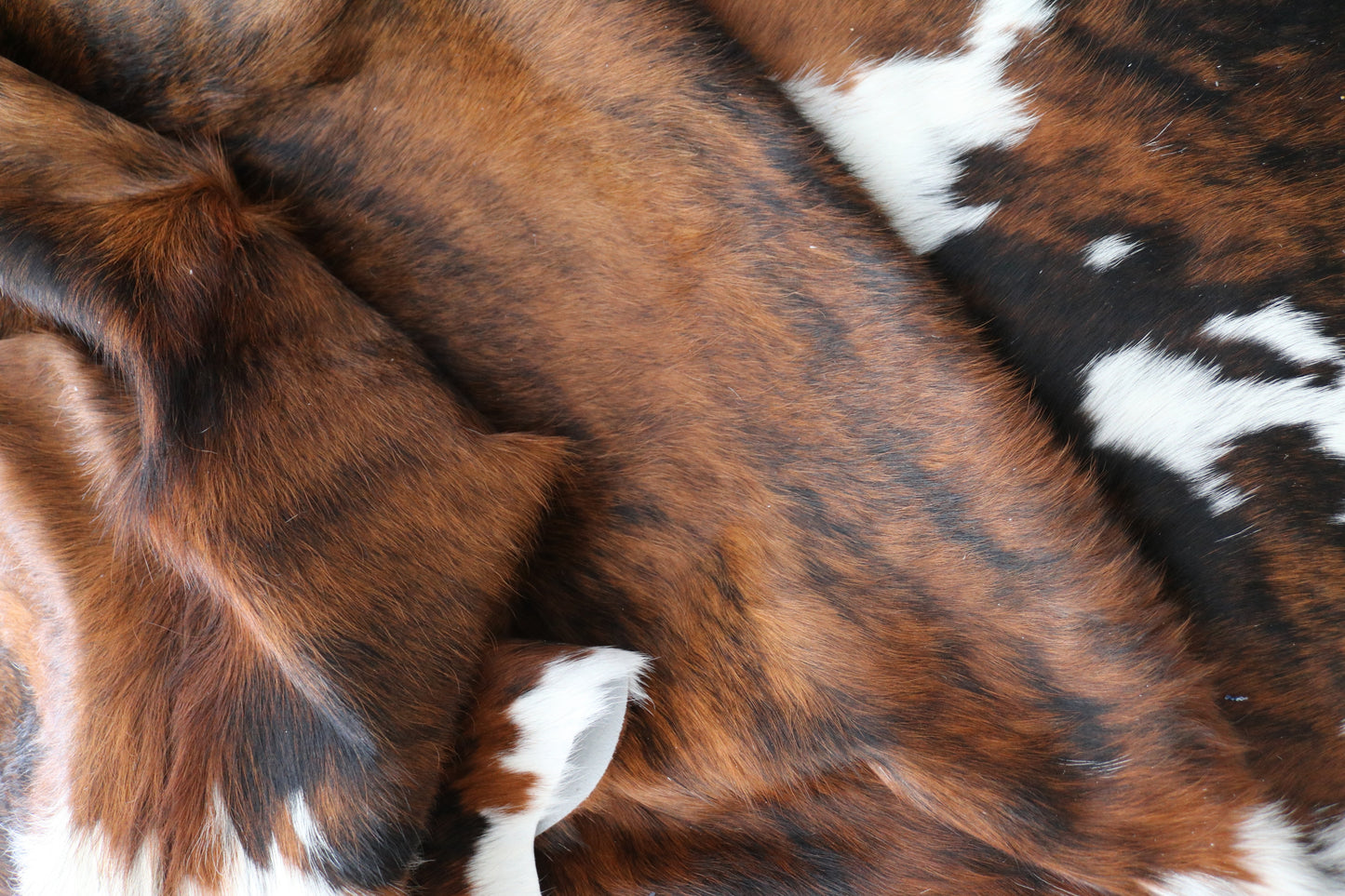 100118 Cowhide rug TRICOLOR   Collection Quebecuir Premium