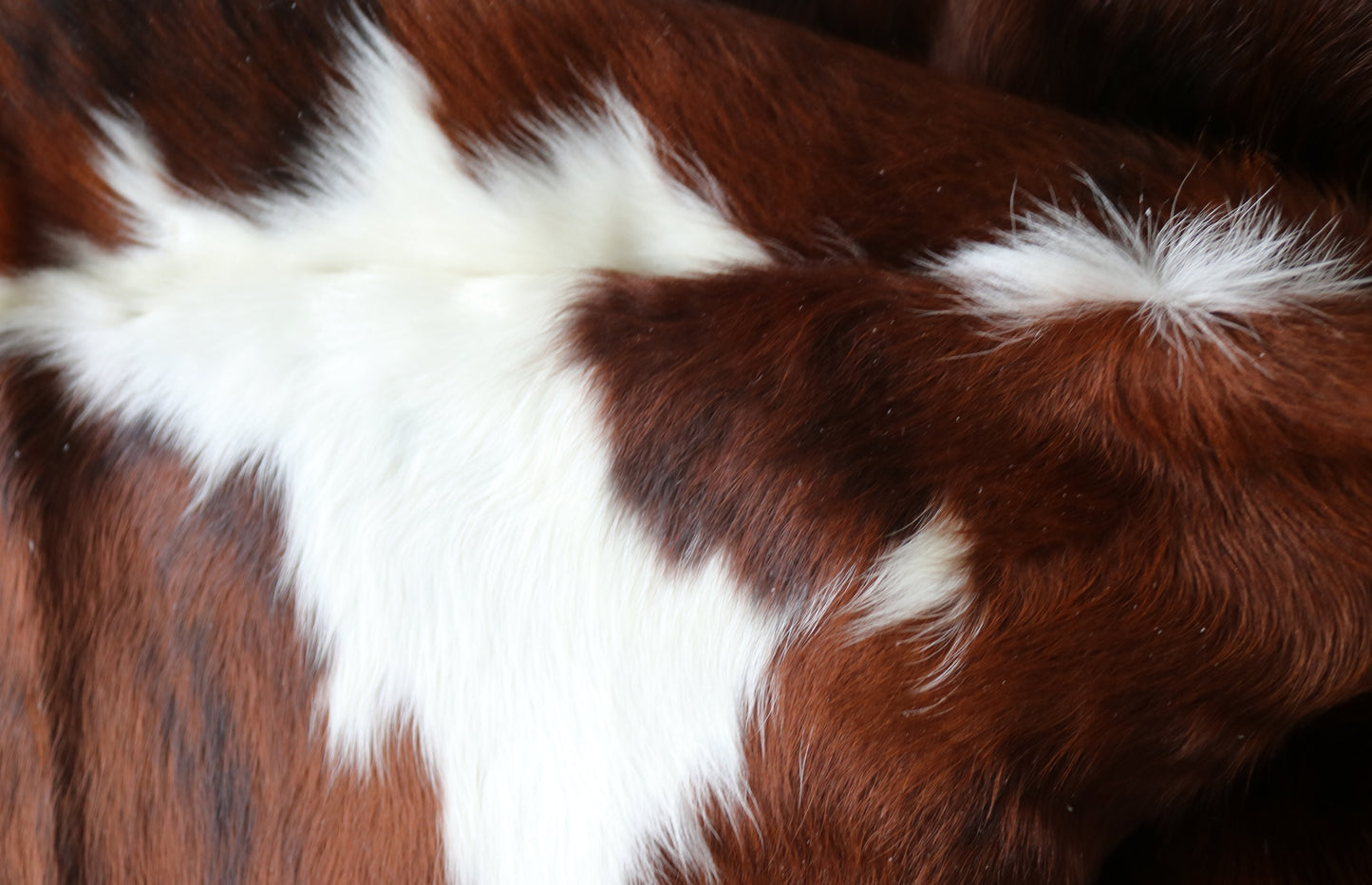 100126 Cowhide rug TRICOLOR   Collection Quebecuir Premium