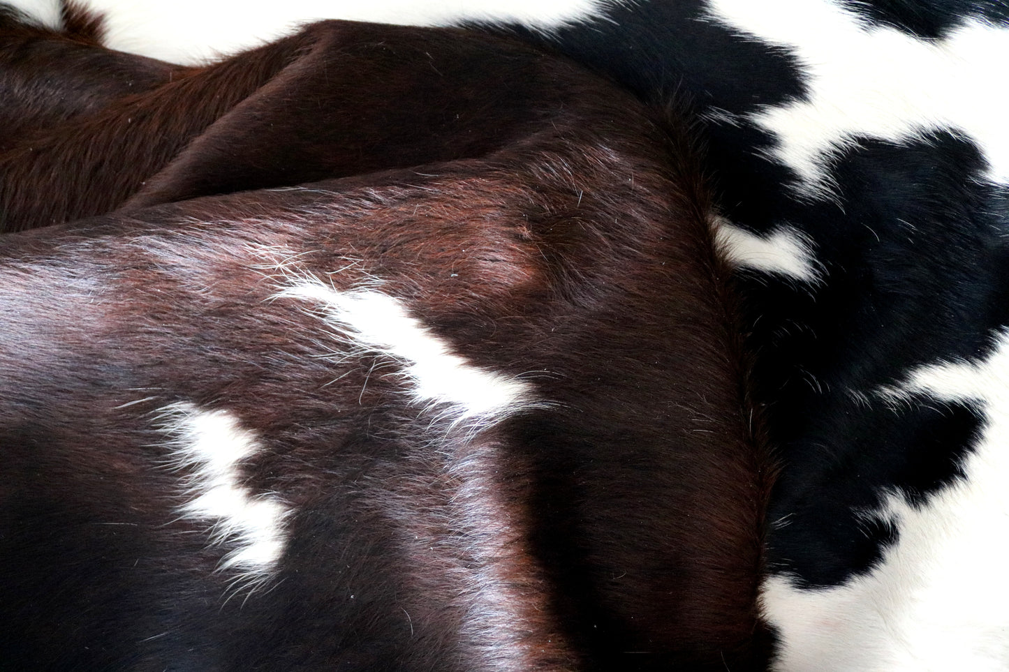 100166- SUPER BIG  SIZE XXXL Tricolor Cowhide Rug - Quebecuir Premium Collection