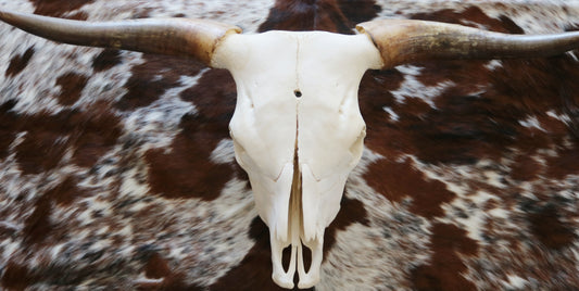 301302 Real Skull Longhorn Cornes Collection Quebecuir Premium
