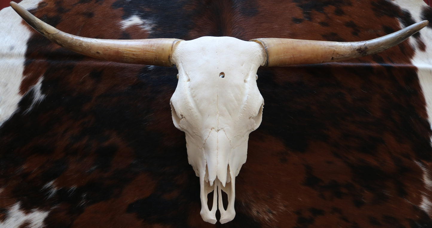 301306 Real Skull Longhorn Cornes Collection Quebecuir Premium