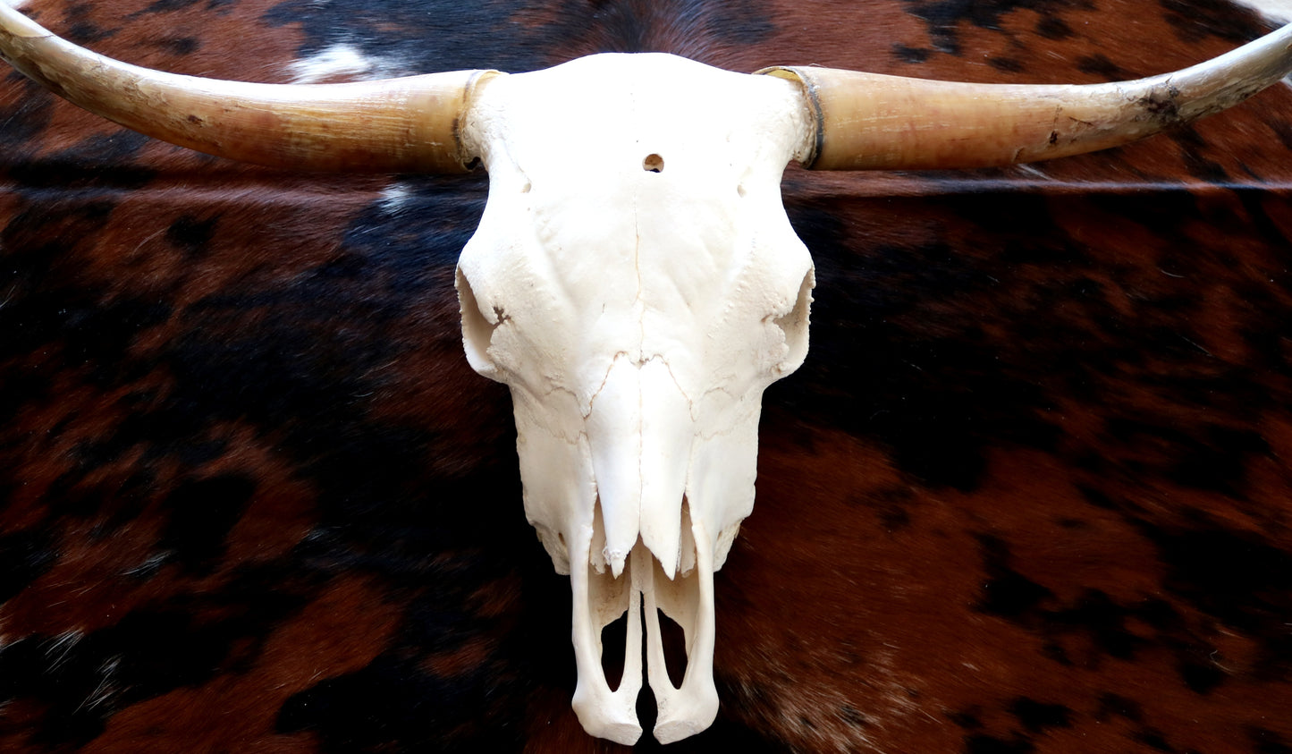301306 Real Skull Longhorn Cornes Collection Quebecuir Premium
