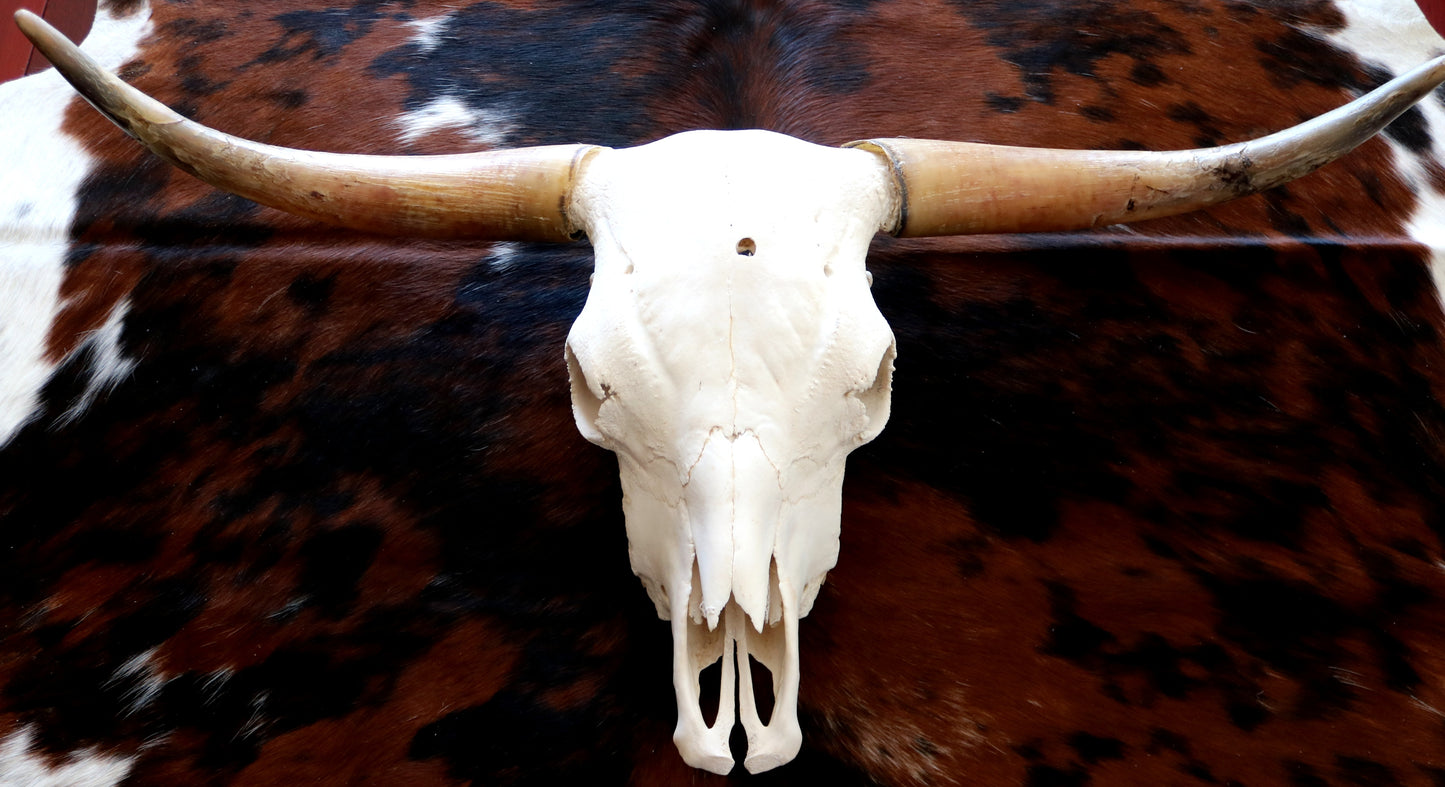 301306 Real Skull Longhorn Cornes Collection Quebecuir Premium