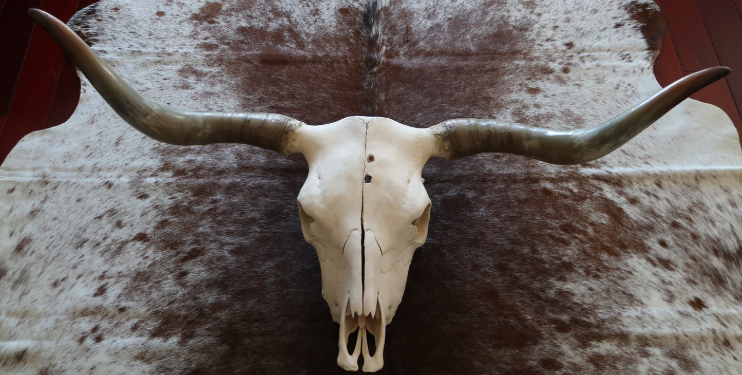 301303 Real Skull Longhorn Cornes Collection Quebecuir Premium