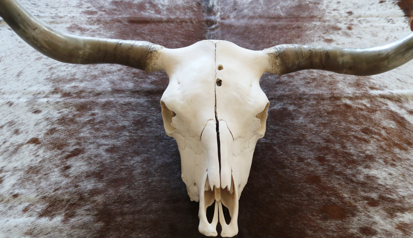 301303 Real Skull Longhorn Cornes Collection Quebecuir Premium