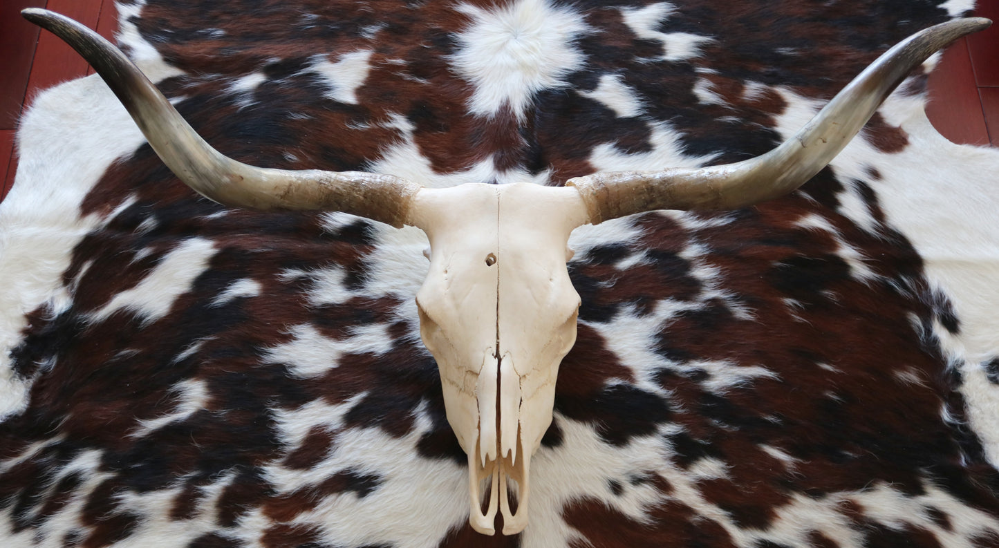 301304 Real Skull Longhorn Cornes Collection Quebecuir Premium