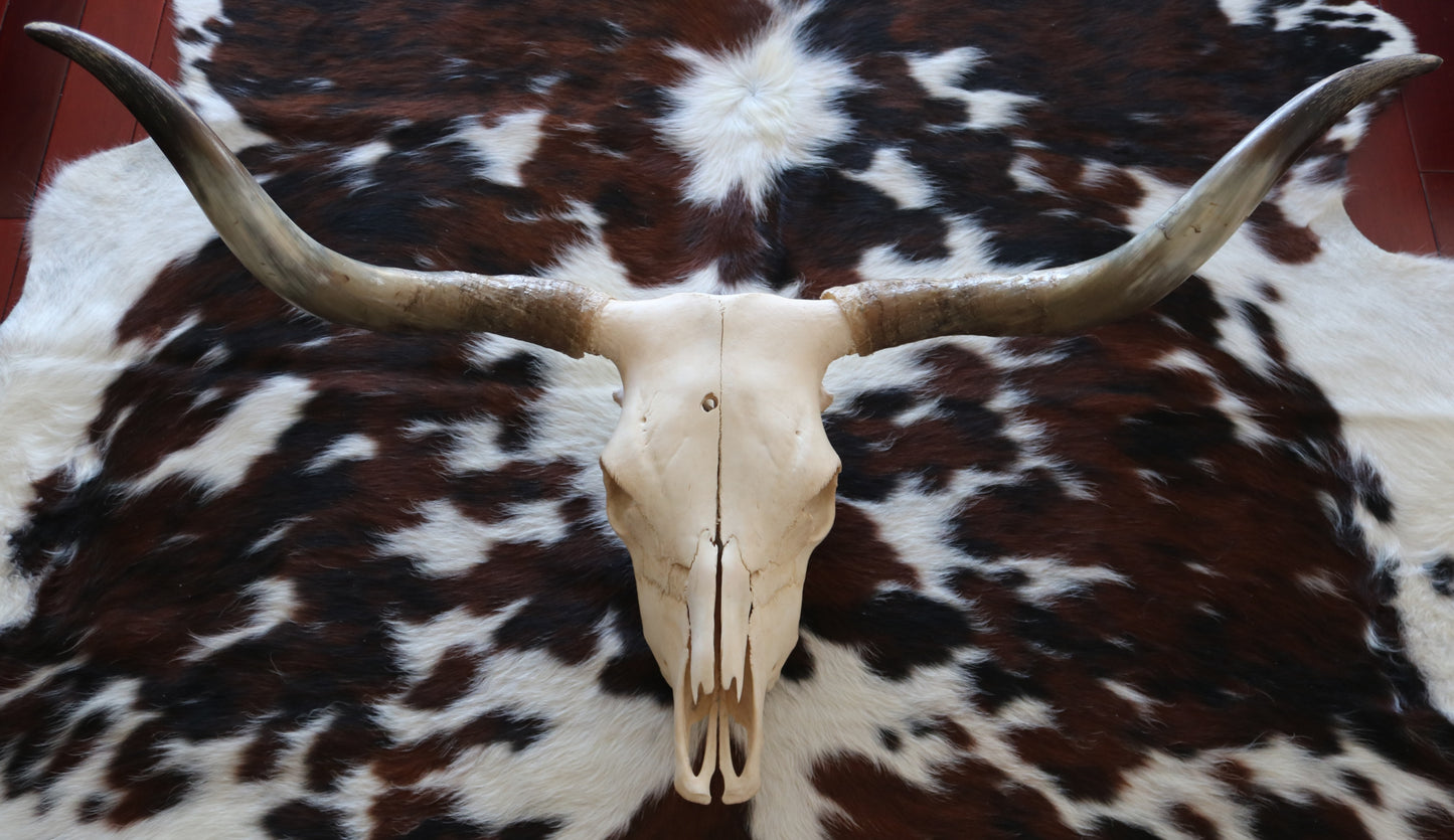 301304 Real Skull Longhorn Cornes Collection Quebecuir Premium