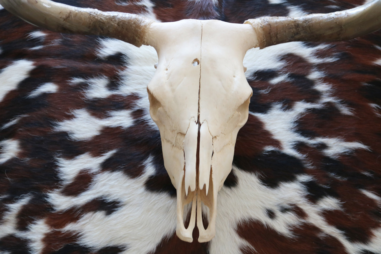 301304 Real Skull Longhorn Cornes Collection Quebecuir Premium