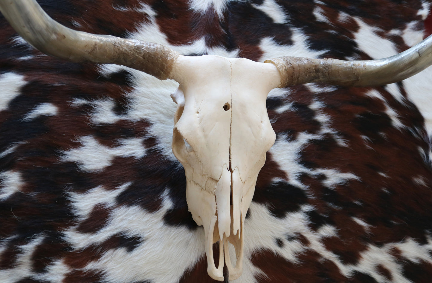 301304 Real Skull Longhorn Cornes Collection Quebecuir Premium