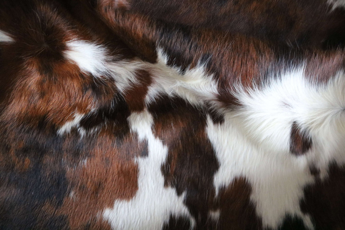 100370- SUPER BIG  SIZE XXXL TRICOLOR   Cowhide Rug - Quebecuir Premium Collection