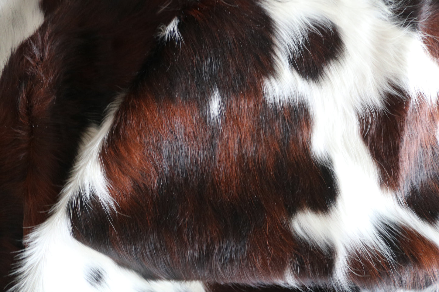 100217- SUPER BIG  SIZE XXXL TRICOLOR  Cowhide Rug - Quebecuir Premium Collection